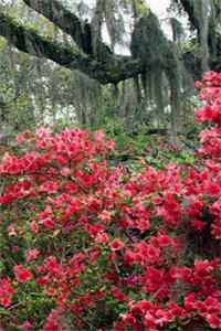 青梅抵不过天降?全是青梅怎么输优质全文阅读